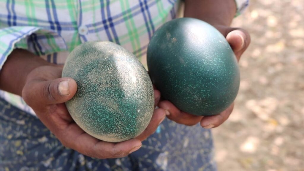 emu egg size
