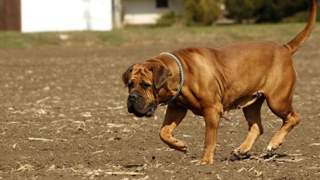 giant dog breeds