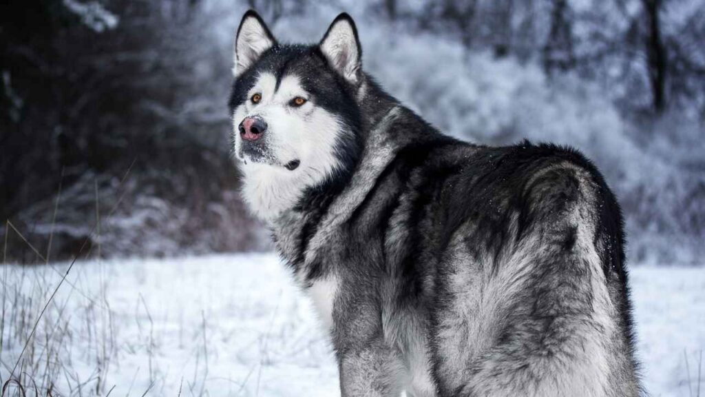 giant snow guard dog breeds