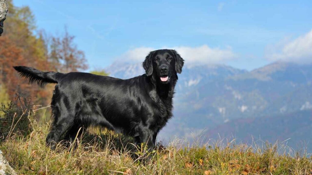 golden retriever look alike