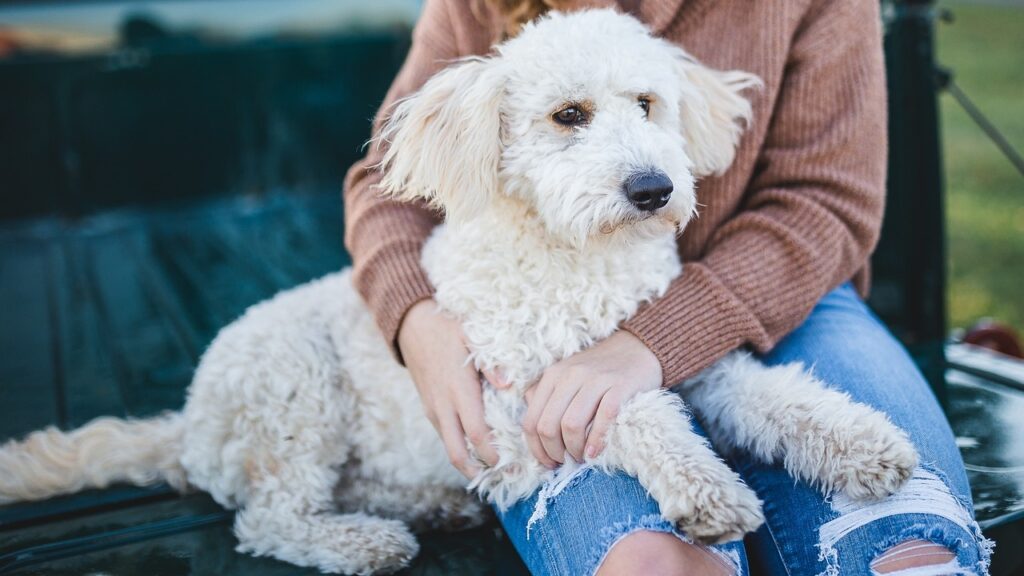 good emotional support dogs for Women