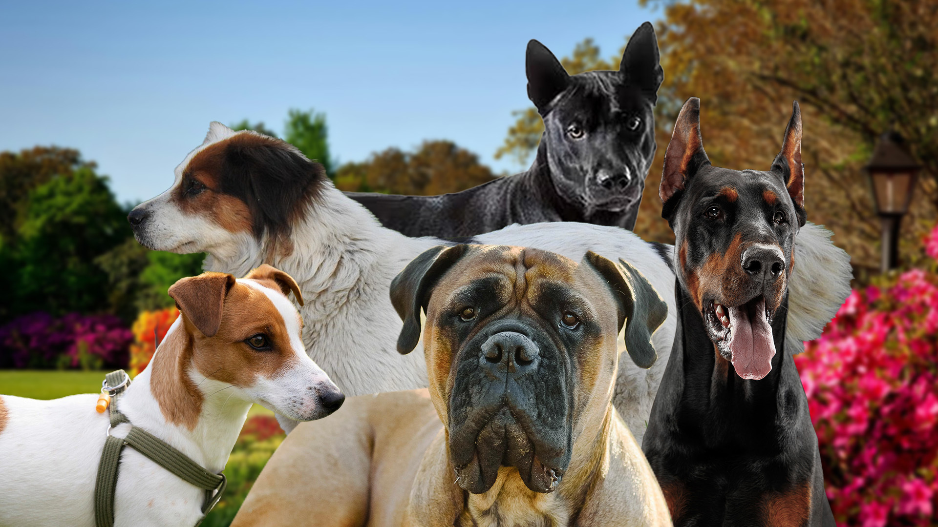 guard dog breeds that are gaining popularity 01