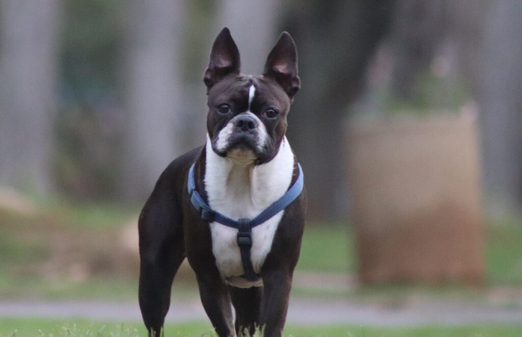 hardest dog breeds to train
