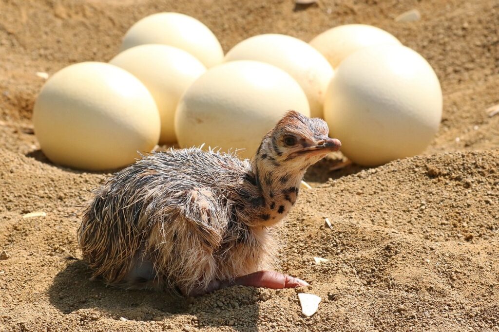 how big is an ostrich egg
