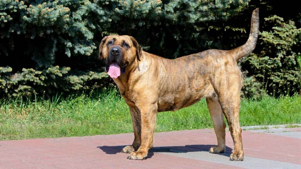 how much bite force does a Presa Canario have