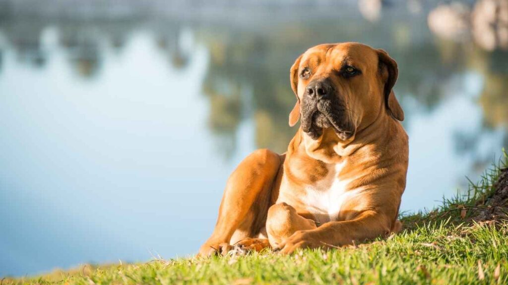 how strong is a boerboel