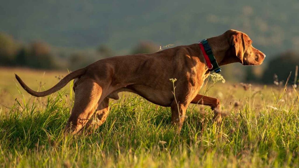 hunting dogs Training