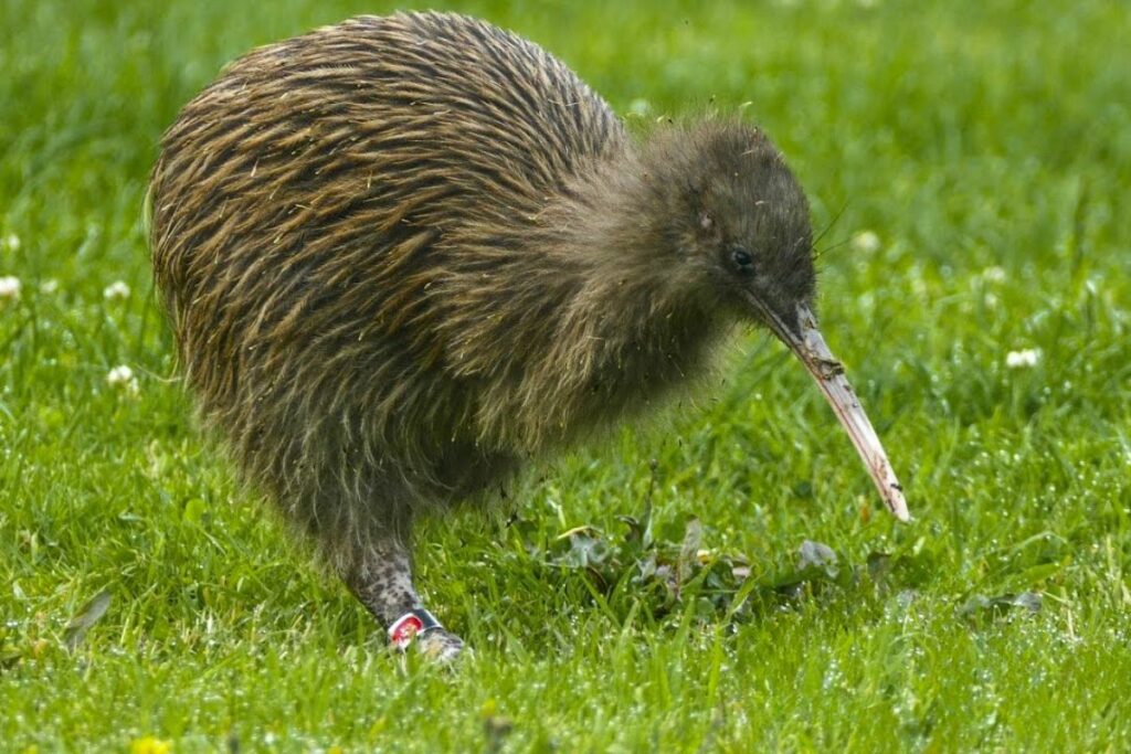 kiwi egg compared to ostrich egg
