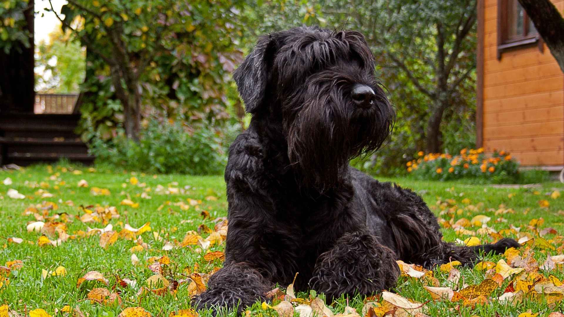 large black dog