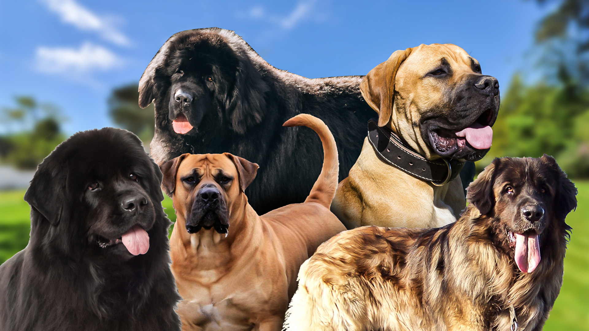 9 Best Large Dog Breeds EN Pet YOLO 9 Best Large Dog Breeds EN Pet YOLO