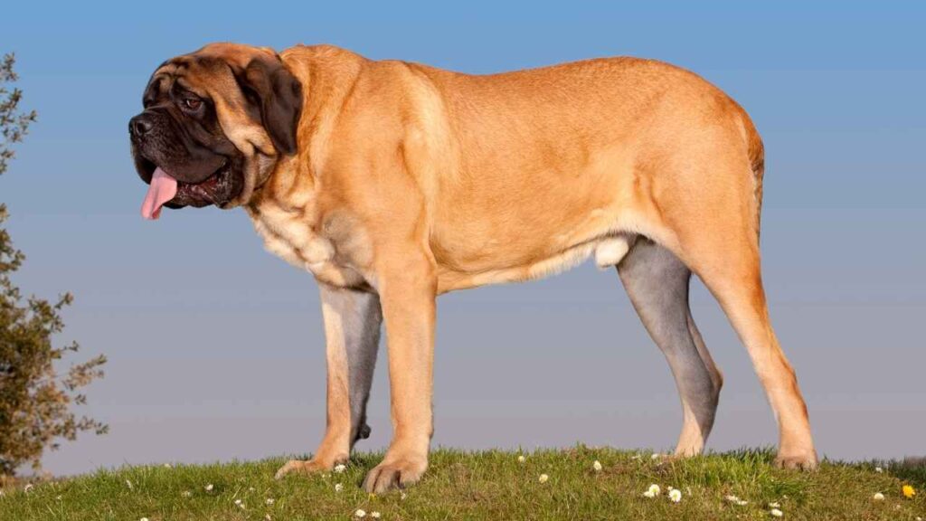 largest dogs