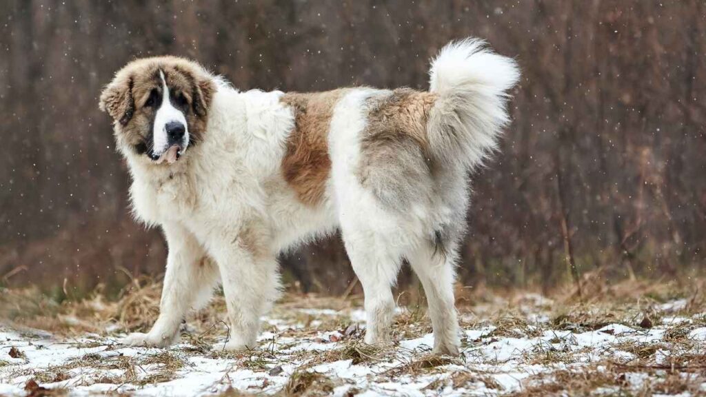 livestock guardian dog