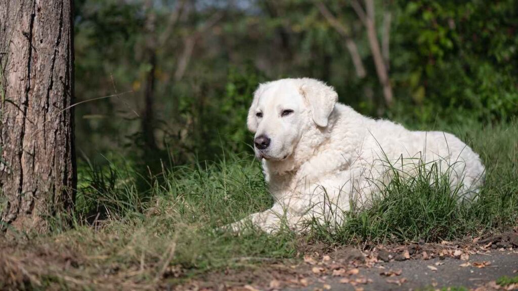 livestock guardian dog breeds