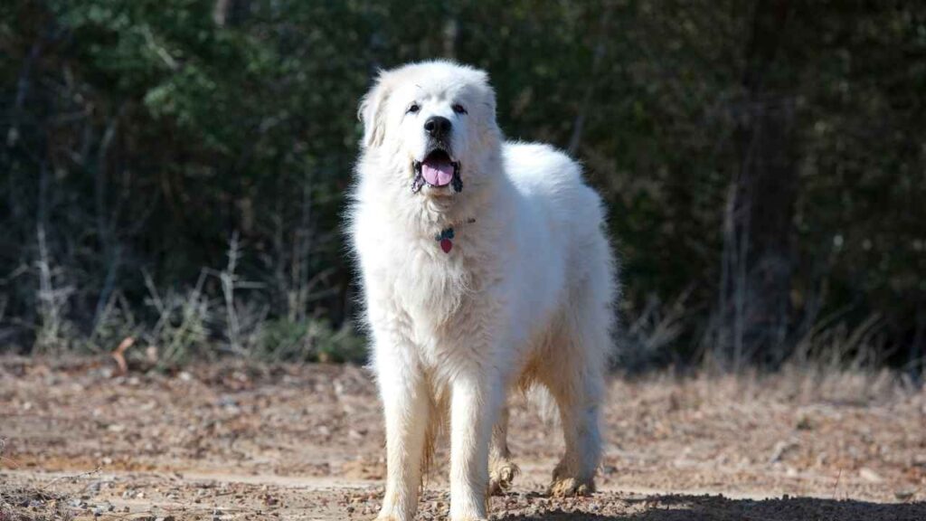 livestock guardian dog species