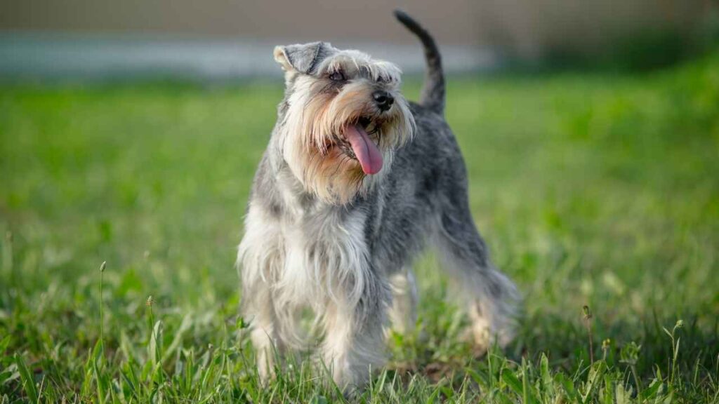 longest living dog