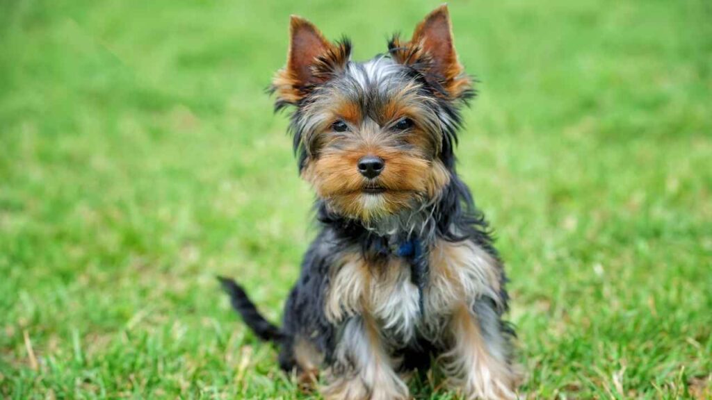 loyal small dog breeds