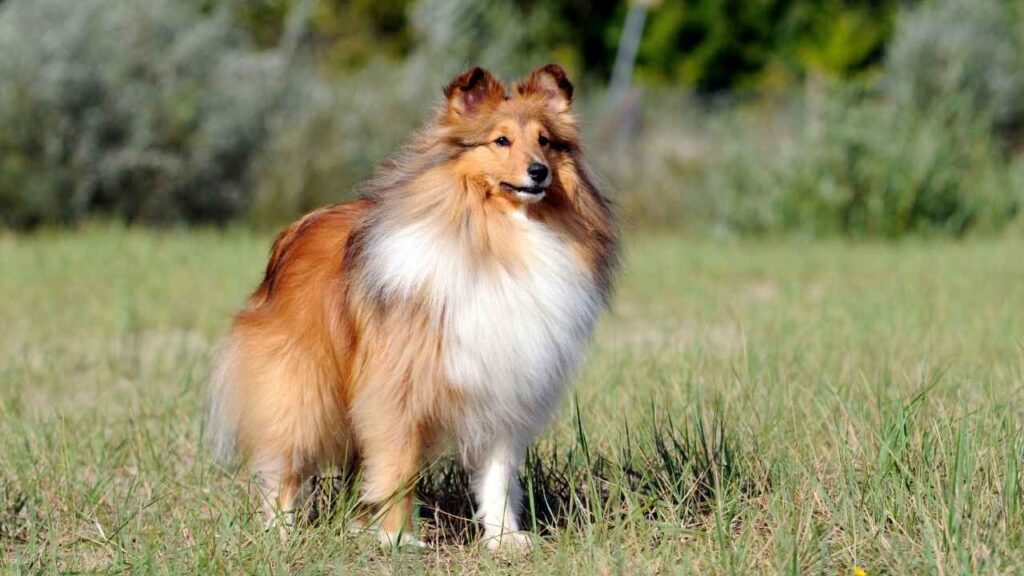 most loyal and protective dog breeds