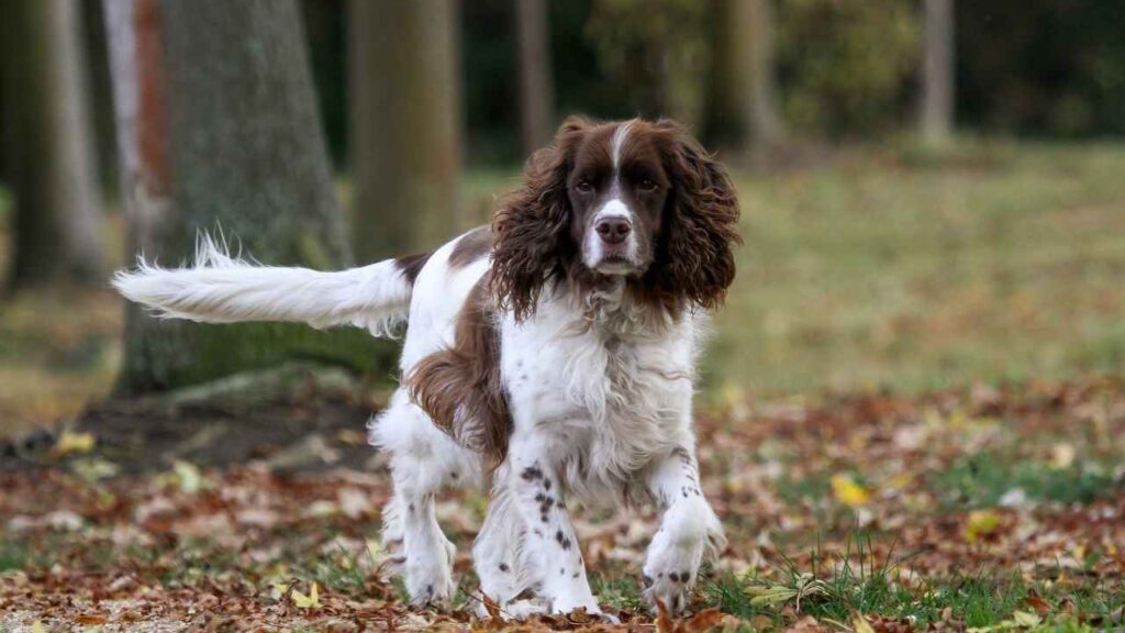 small dogs that look like golden retrievers