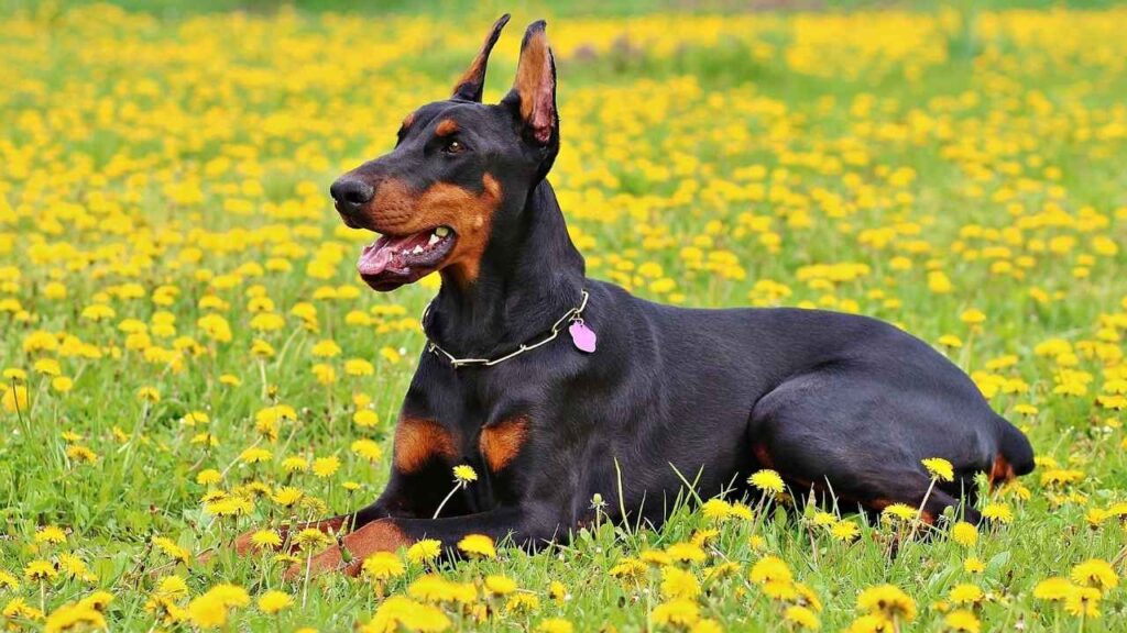 the most loyal dog breeds