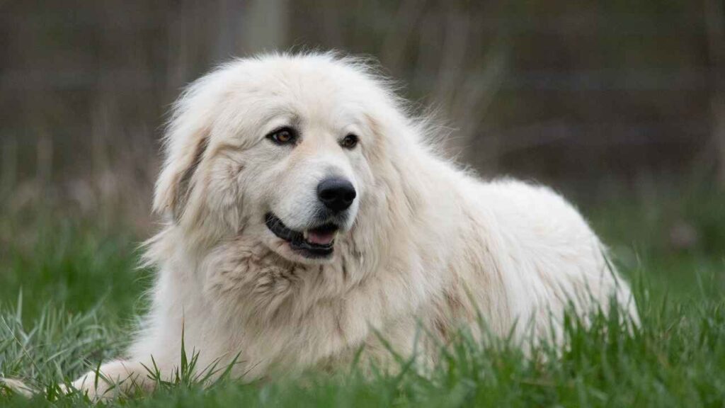 top 10 most loyal and protective dog breeds