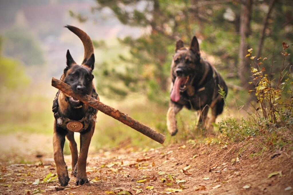 types of belgian malinois
