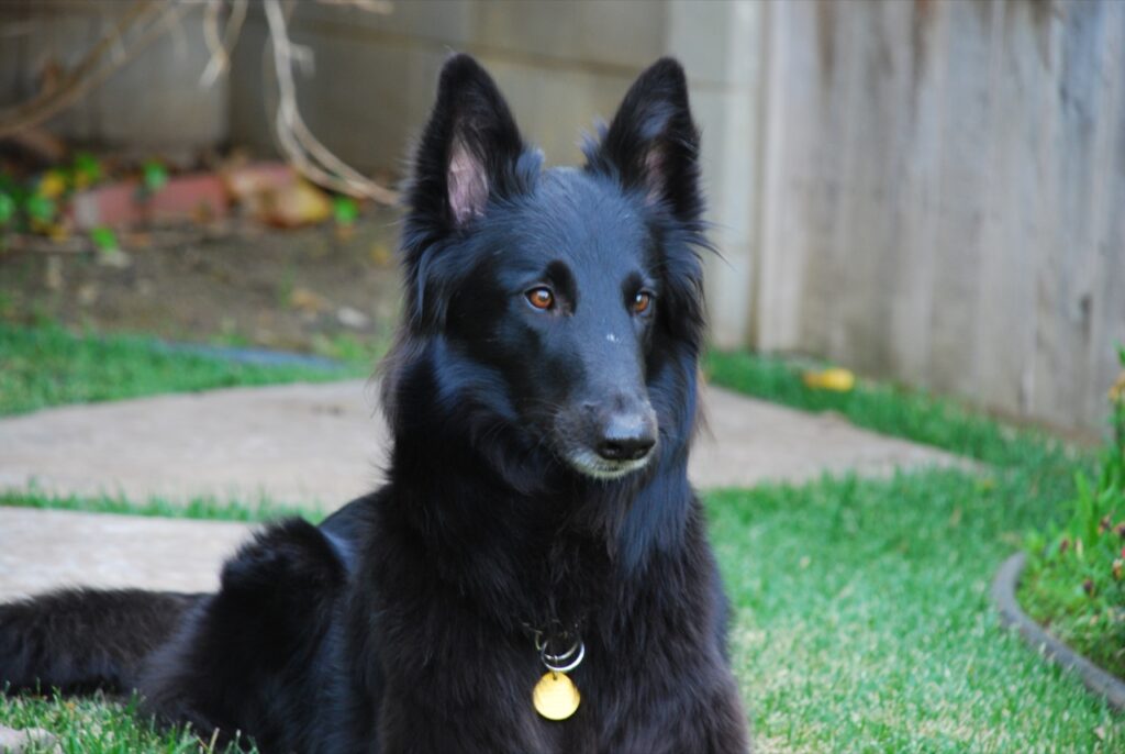 types of belgian shepherds