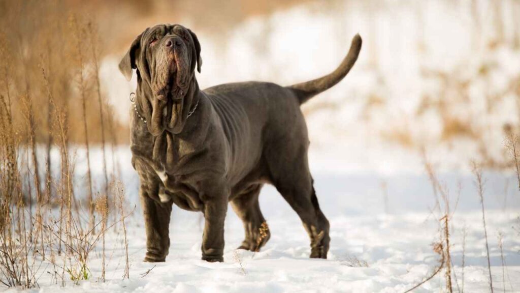 what is a fierce dog for guarding property