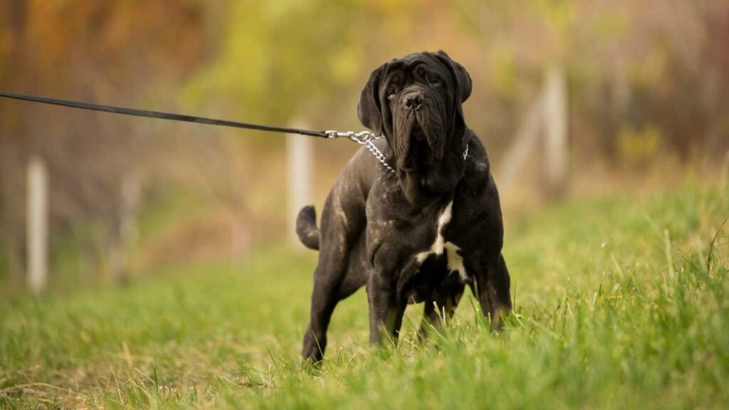 what is the bite force of Neapolitan Mastiff