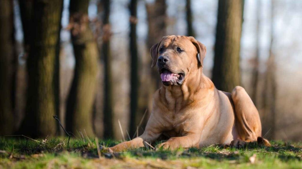 what is the largest dog breed