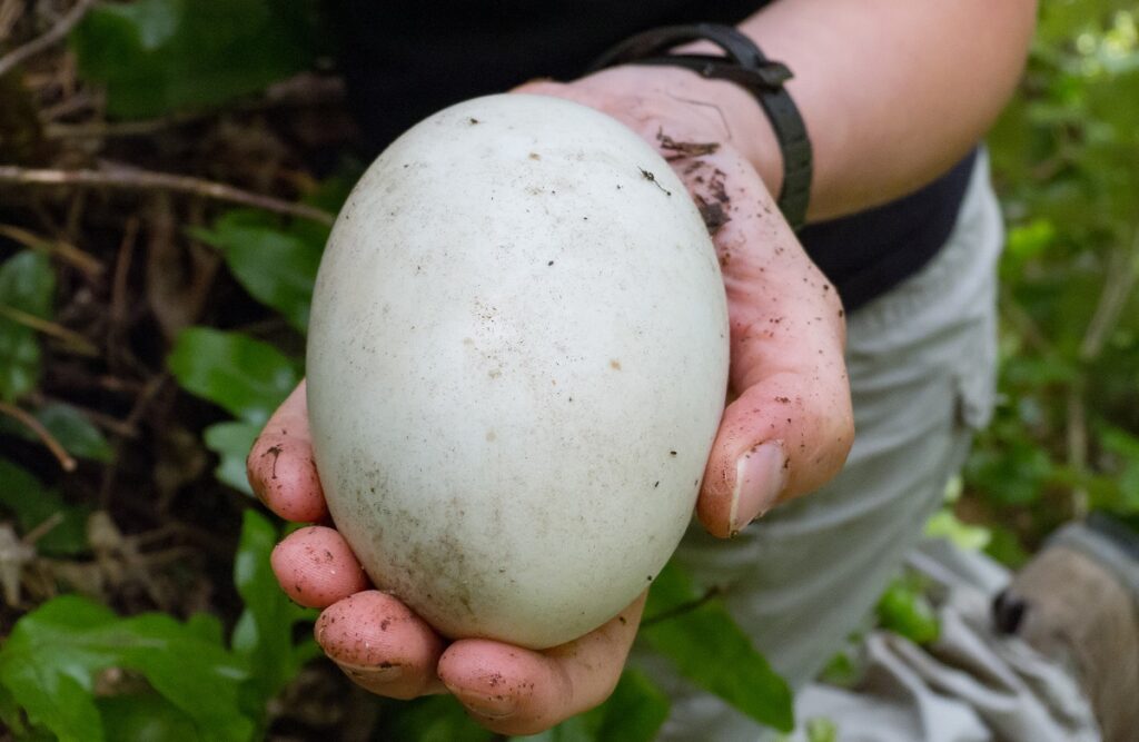 kiwi bird egg
