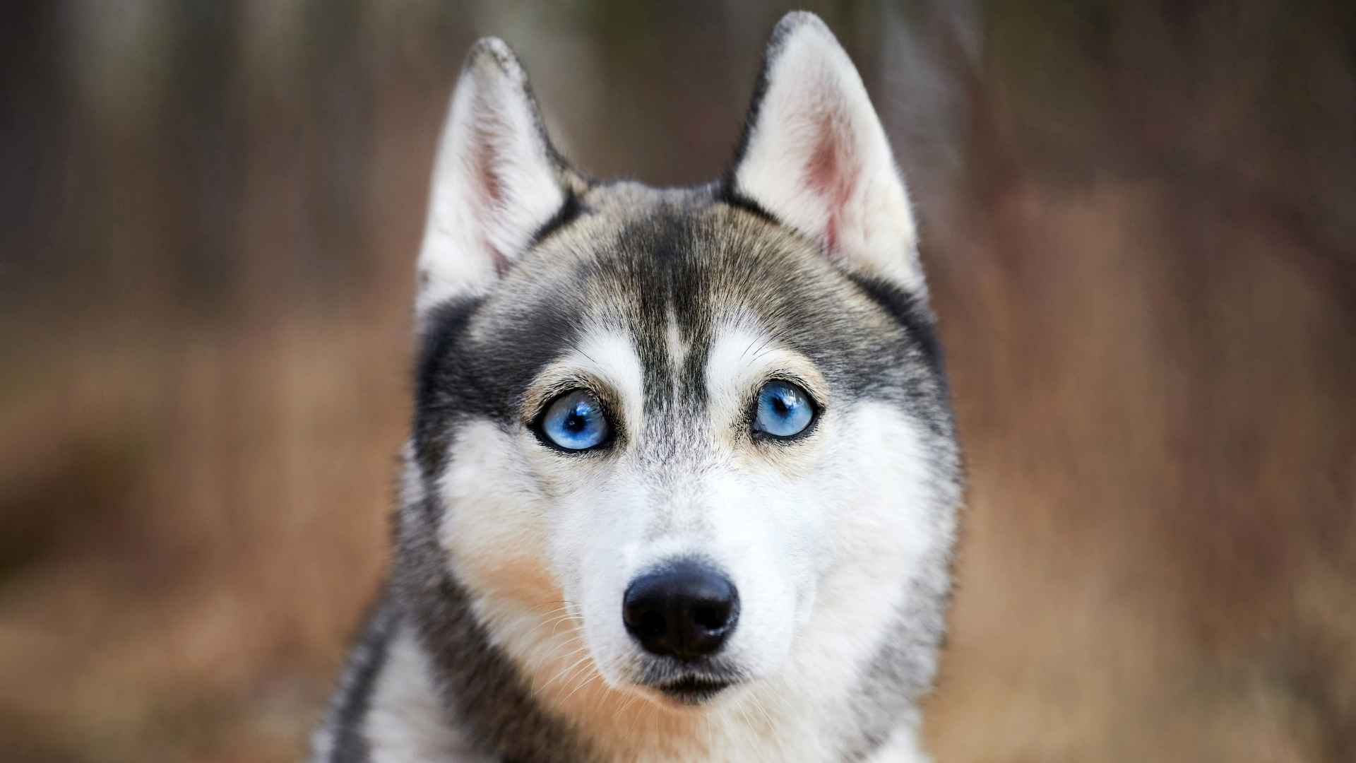 10 Dog Breeds with the Most Soulful Eyes