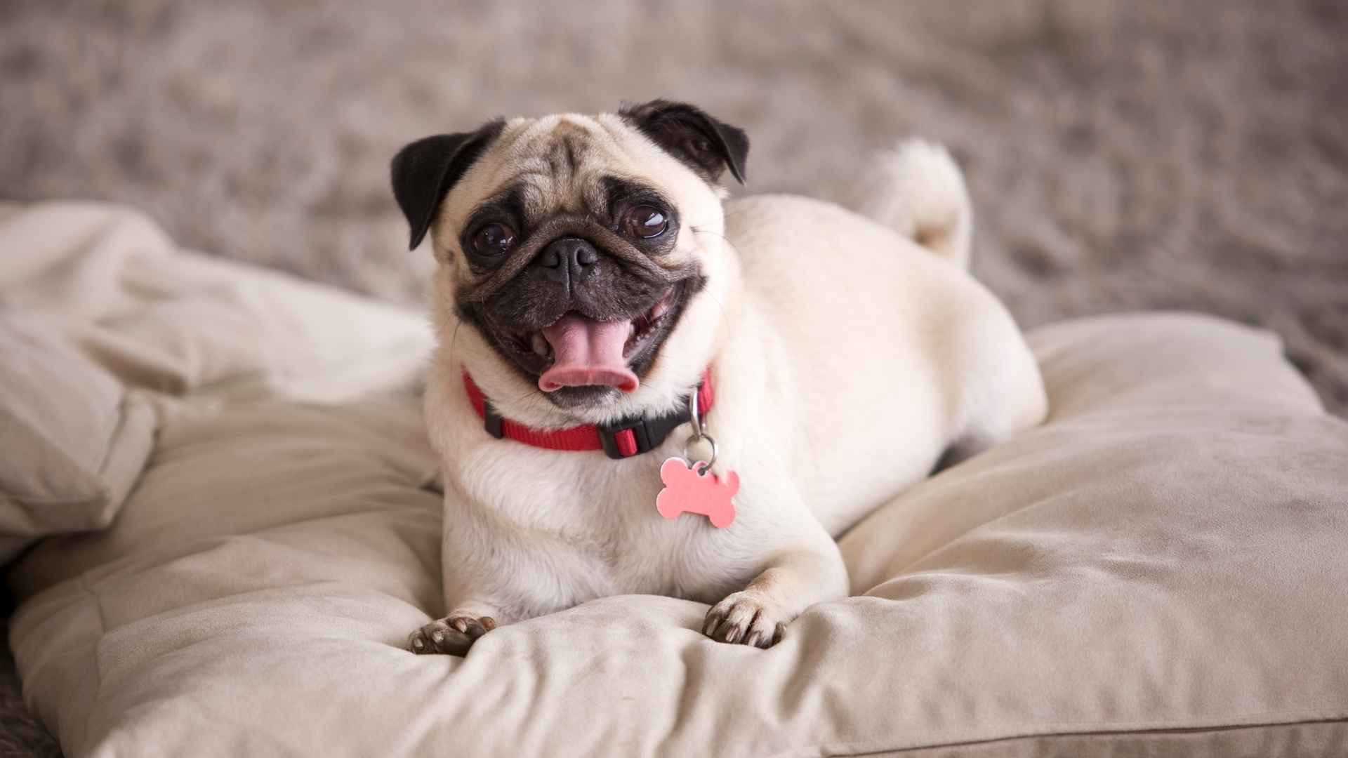 10 Flat Faced Dog Breeds That Steal Hearts