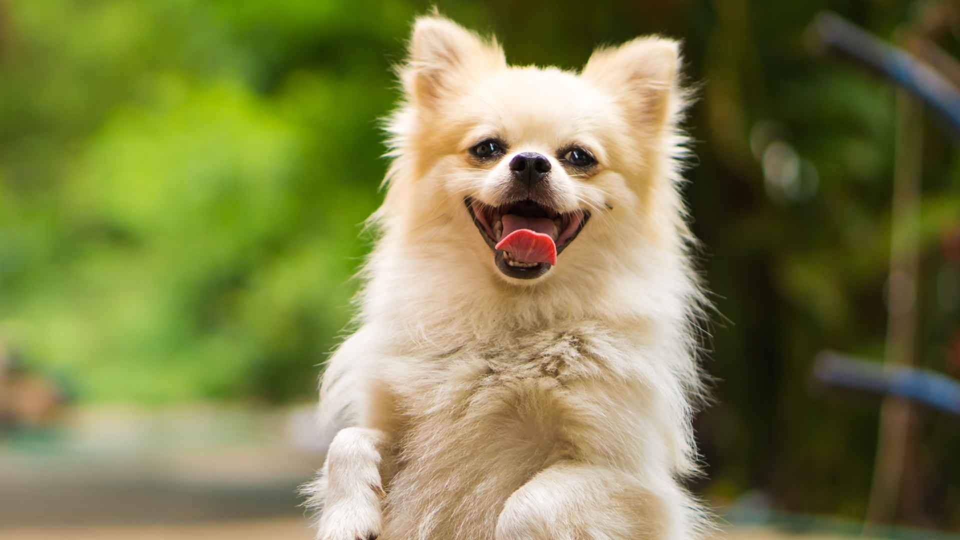 10 Happiest Dog Breeds That Will Brighten Your Day 1