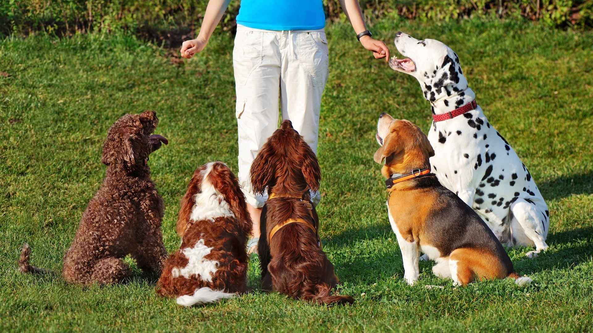 10 Highly Intelligent Dog Breeds for Training Tasks