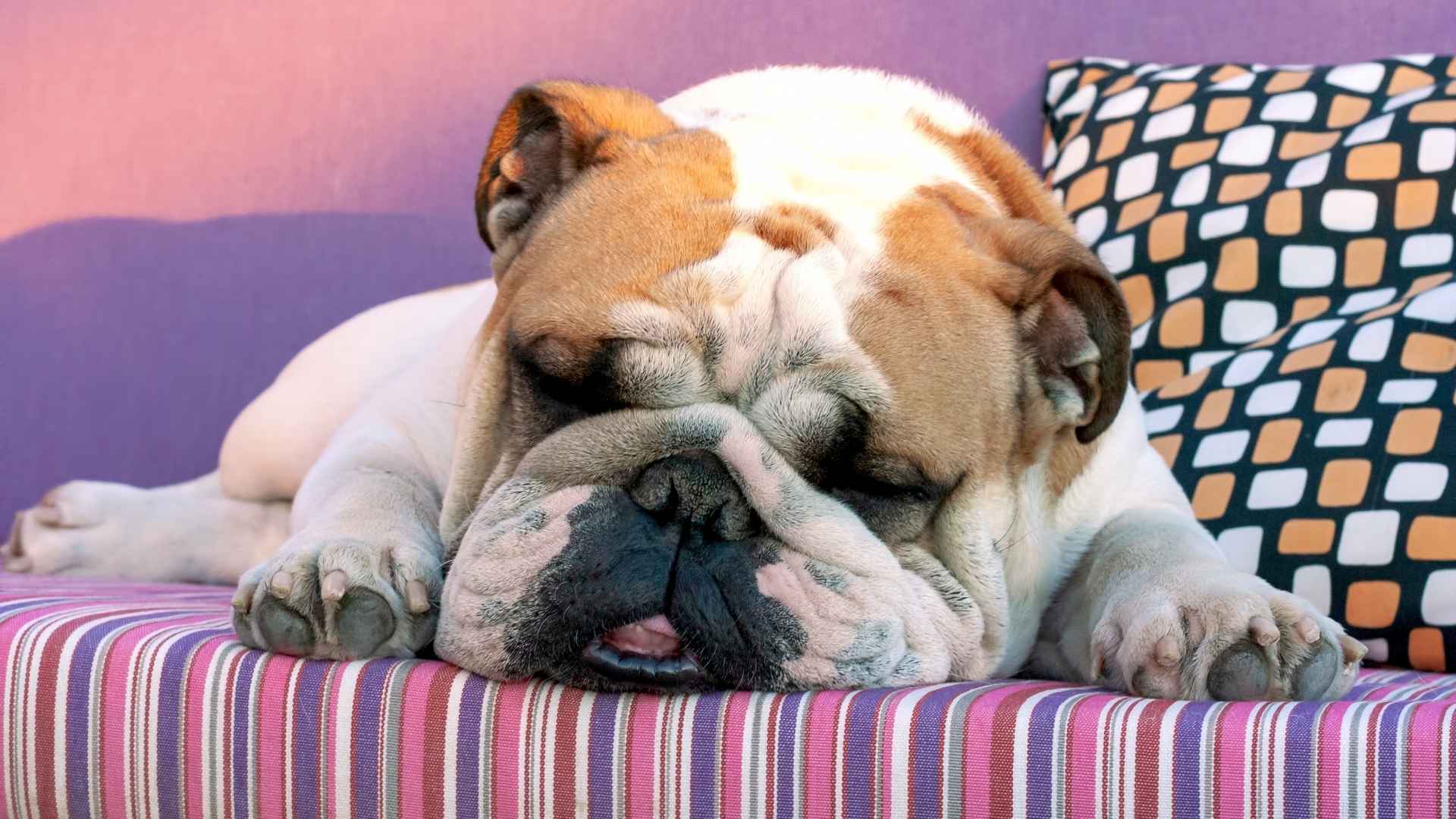 10 Low Energy Small Dog Breeds for Relaxed Companionship