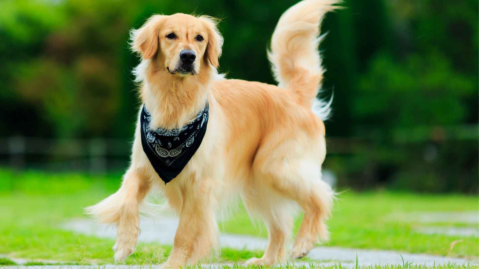 10 Reasons Why Golden Retrievers Are Such Awesome Pets