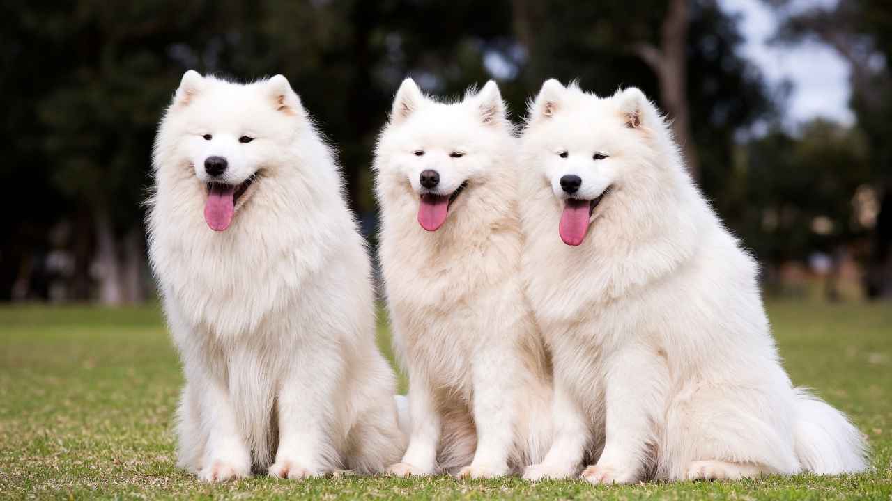 10 White Dog Breeds with Fluffy Coats