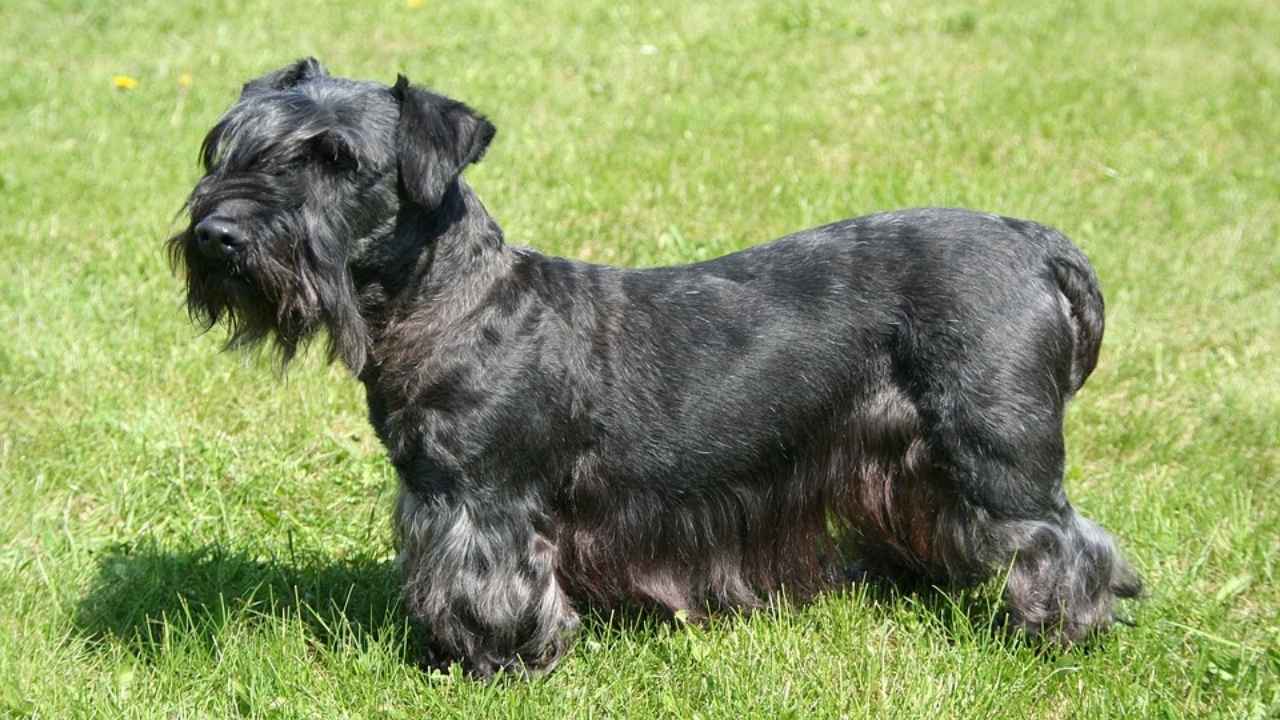 Cesky Terrier