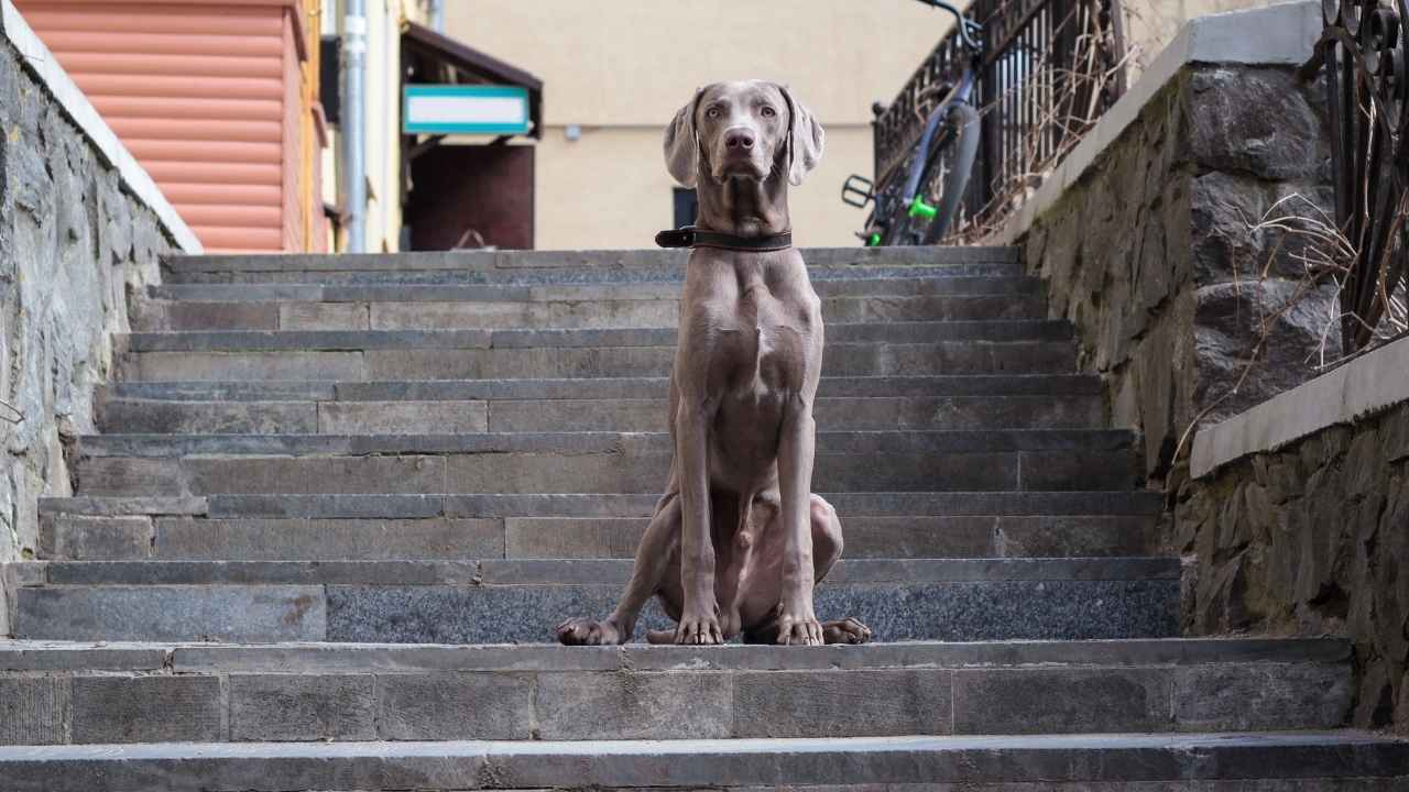 Weimaraner