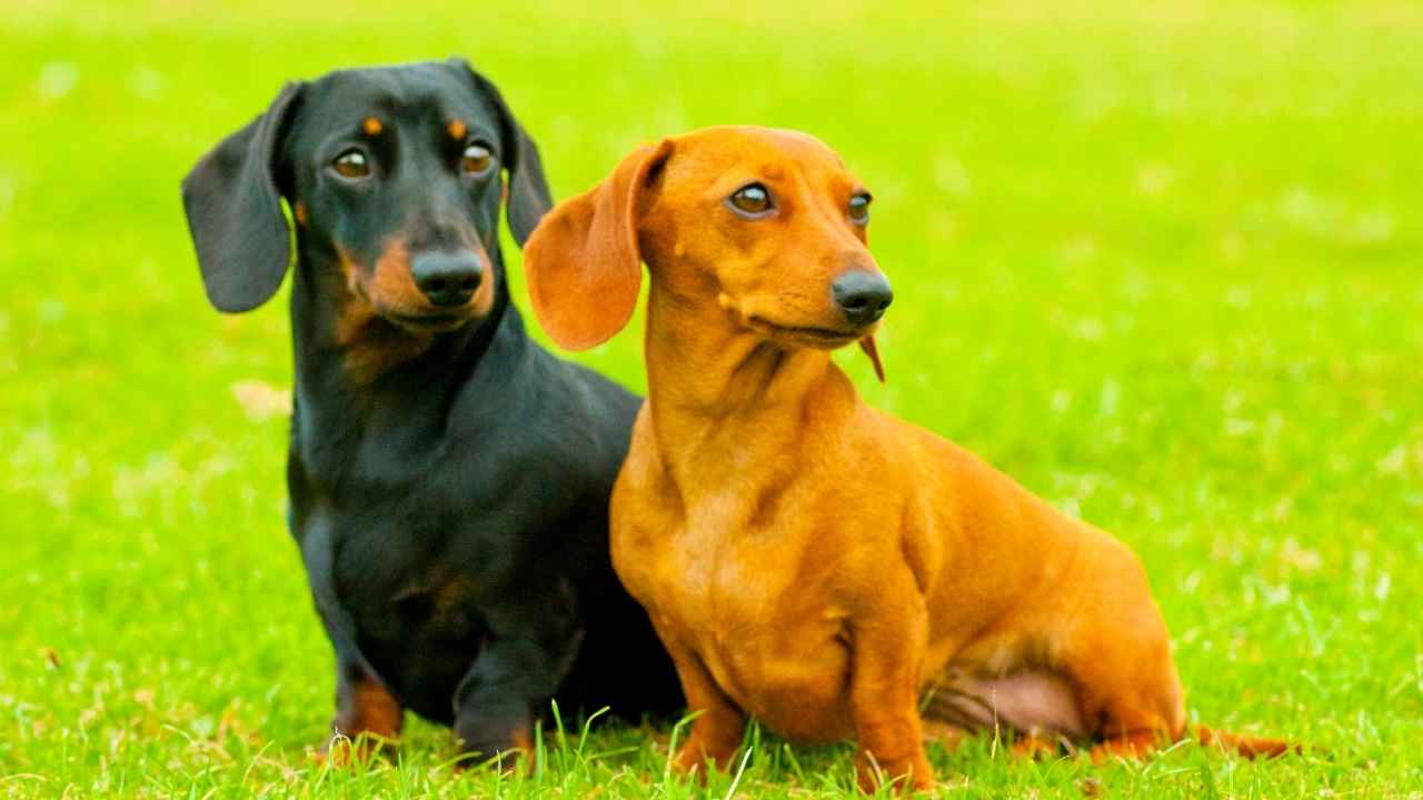 Dachshund