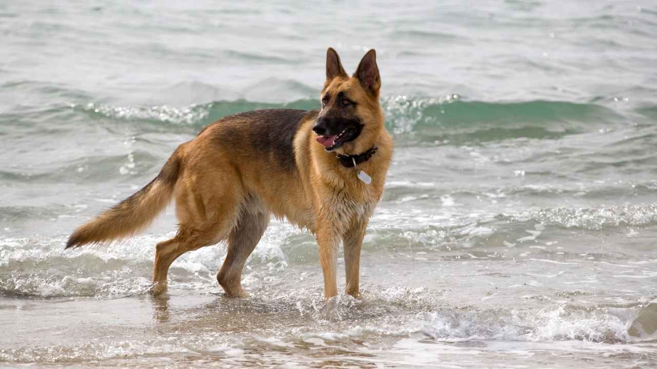 German Shepherd