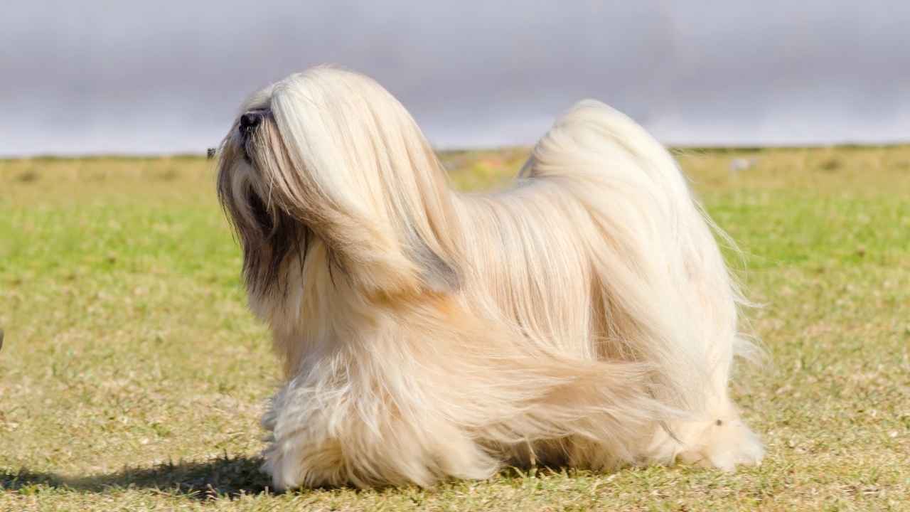 Lhasa Apso