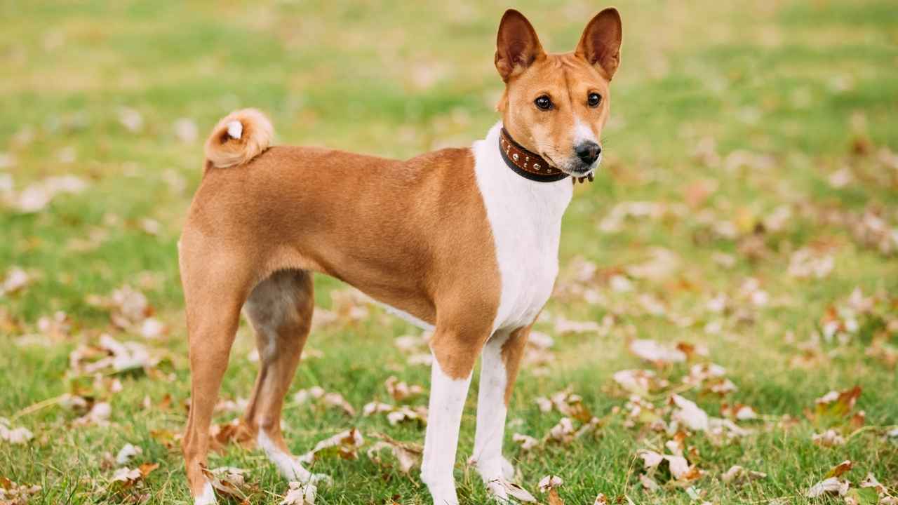 Basenji