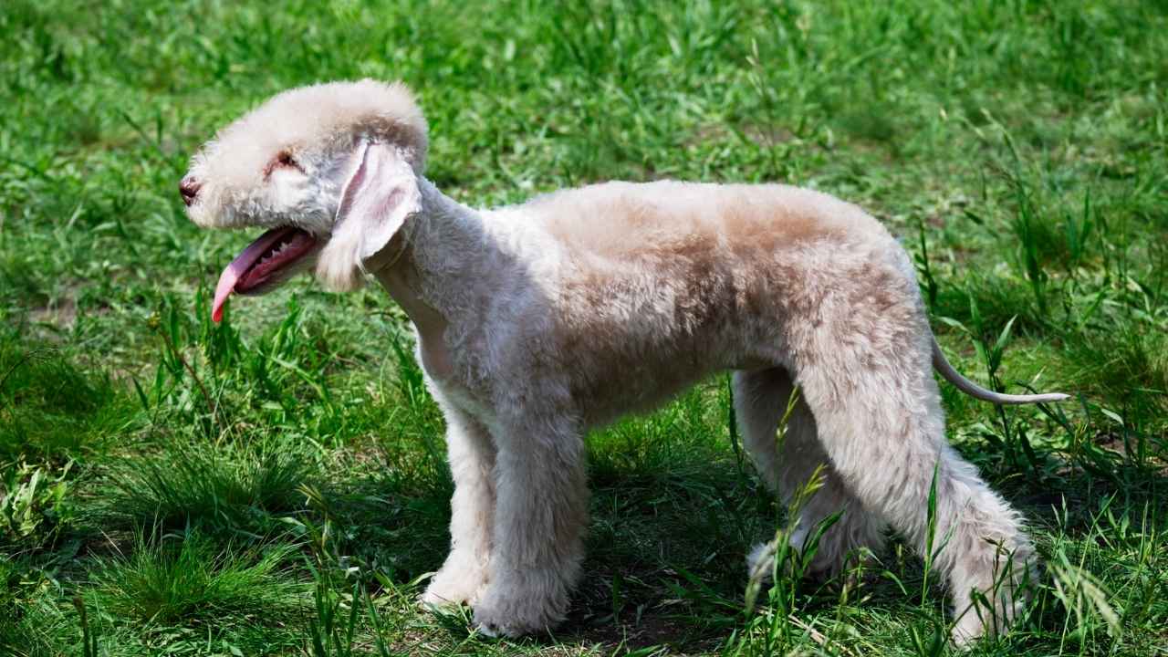 Bedlington Terrier