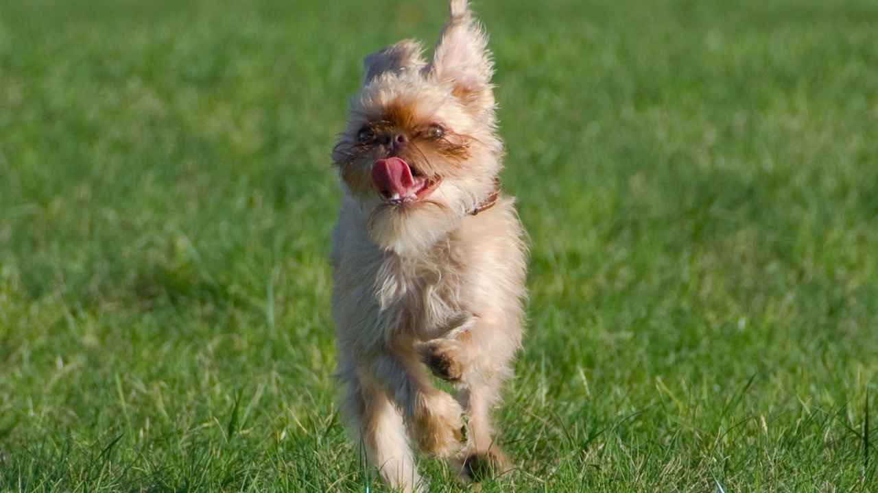 Brussels Griffon