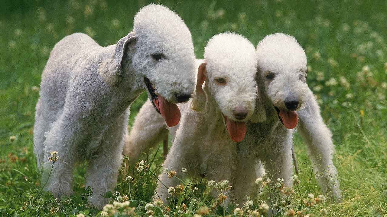 Bedlington Terrier