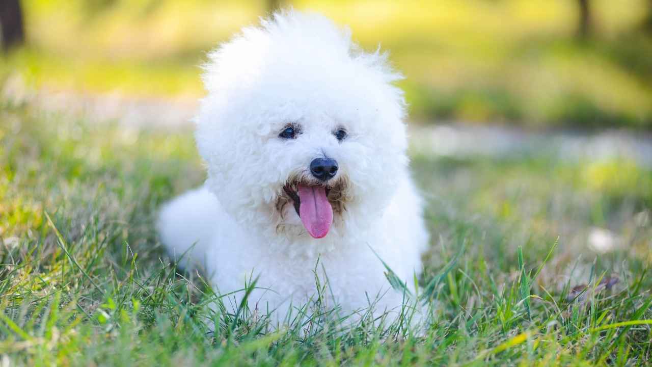 Bichon Frise