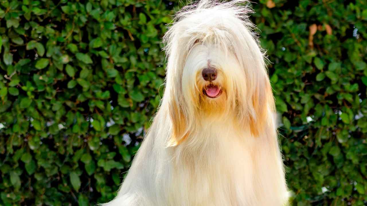 Bearded Collie