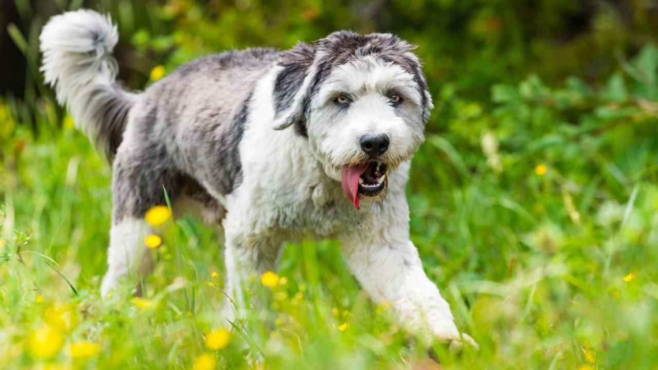 Polish Lowland Sheepdog