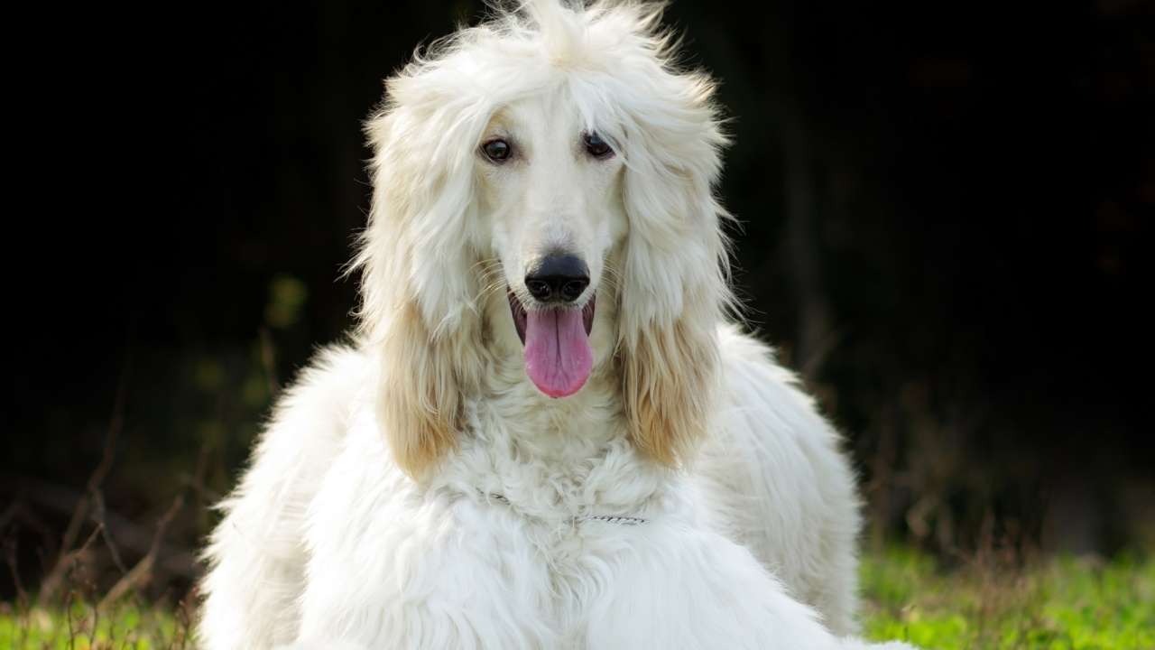 Afghan Hound